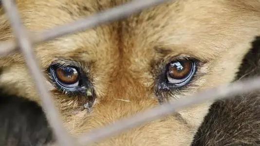 猫咪有泪痕是不是吃咸的了,狗狗吃咸的有泪痕