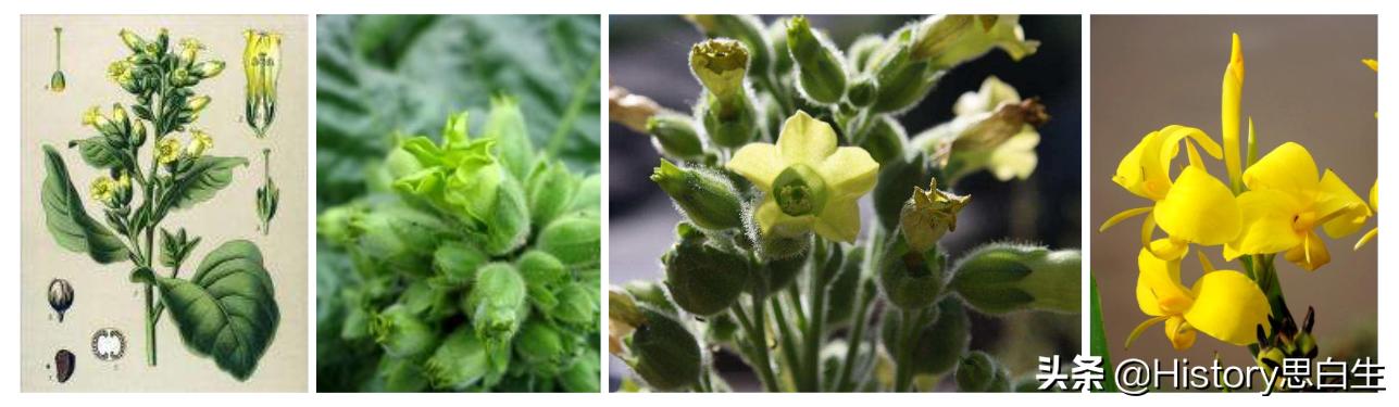 吸烟史翻译,吸烟史超过20年