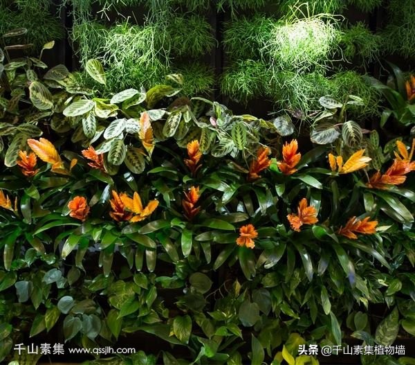 墙转角放什么植物比较好,室内风水招财植物及图片