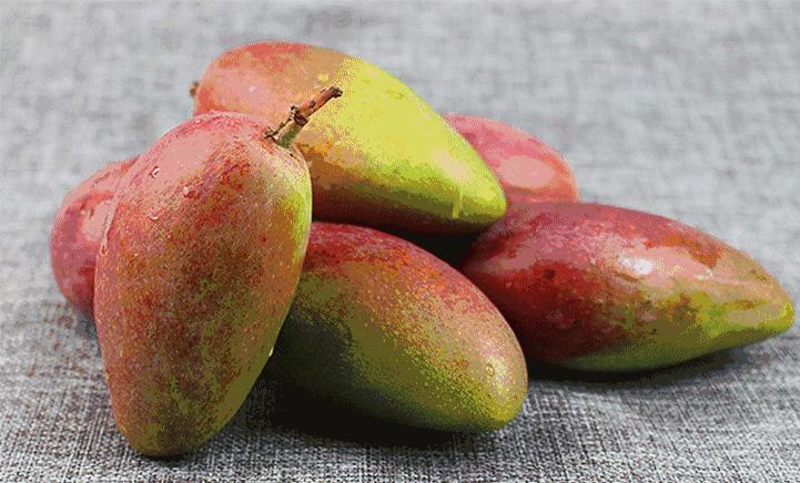 芒果吃饭攻略,芒果驾到