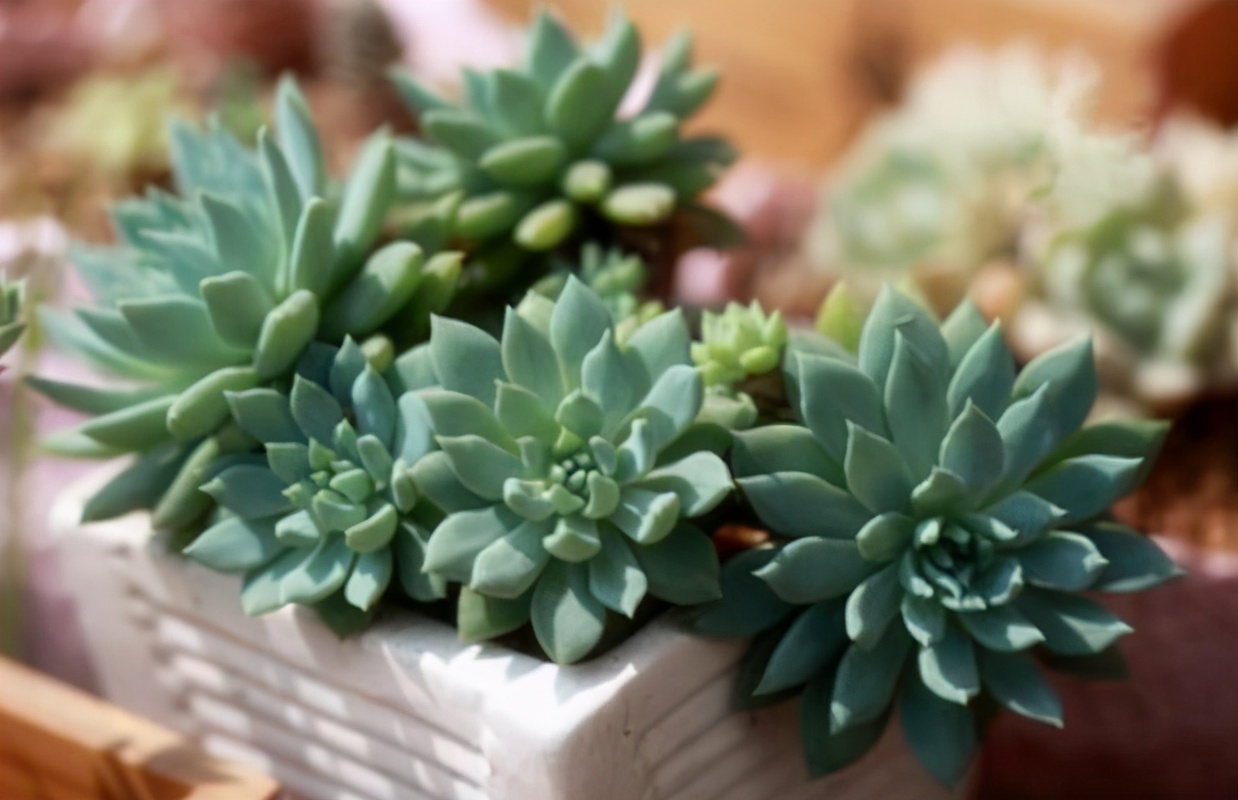 新手夏天养多肉5个保命秘籍,多肉高温雨季如何度夏养护