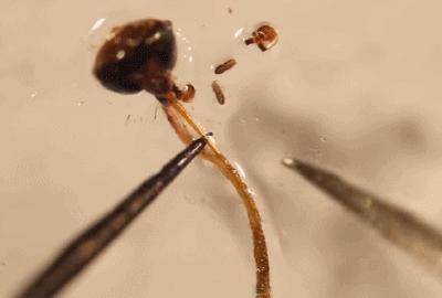 当一只蚊子吸了吸血鬼的血,当一只蚊子吸了德古拉