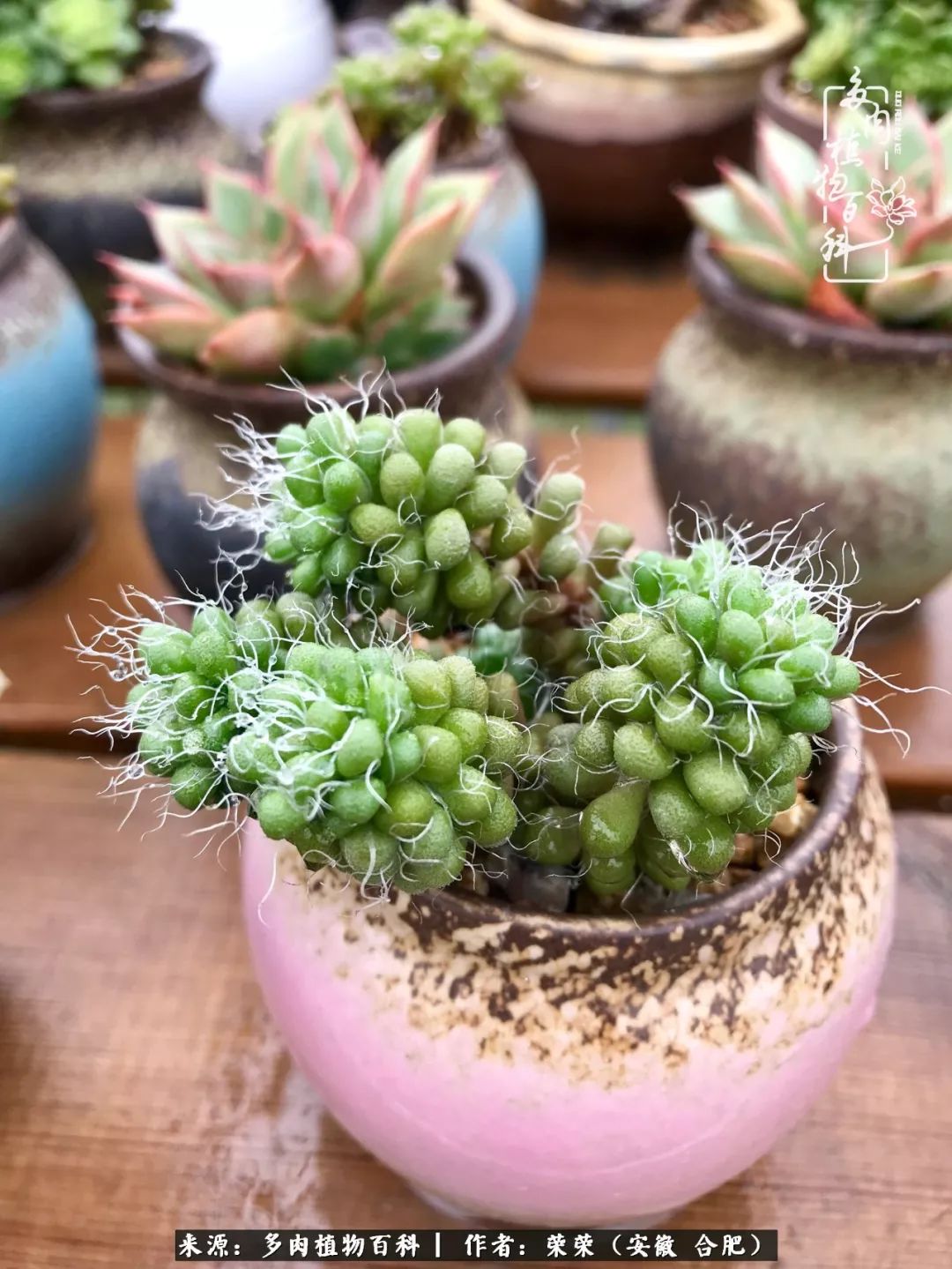 入秋后多肉是露养好还是室内养好,入夏后露养的多肉要搬进室内吗