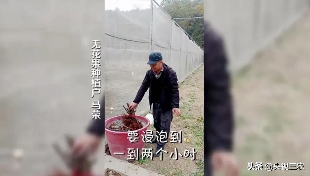 中医药专家讲解无花果功效和作用,无花果的秘密