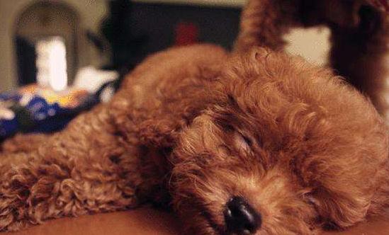 泰迪犬初老的5大表现你家有哪些,泰迪犬不尊重主人的表现