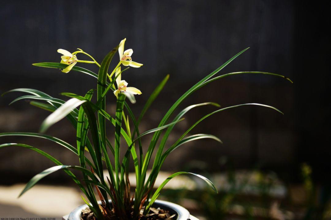 为什么有人说中国国花是牡丹,中国的国花为什么要选牡丹呢