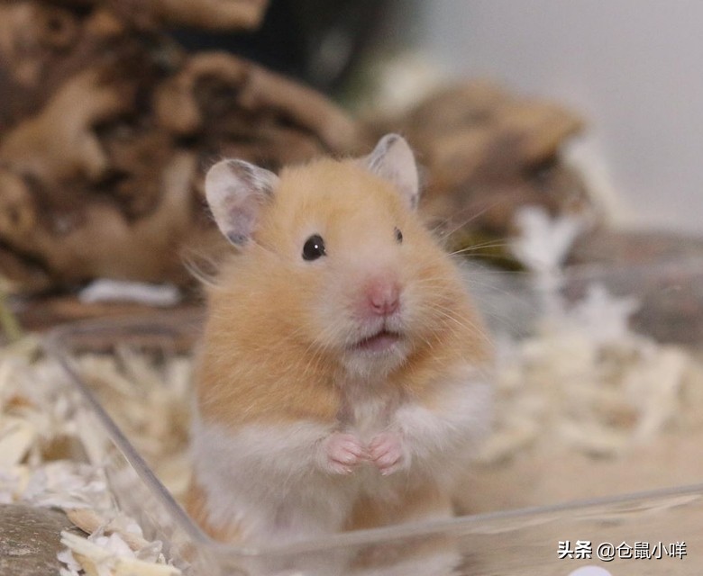 小学生的仓鼠怎么养新手教程,小学生养仓鼠新手入门必知