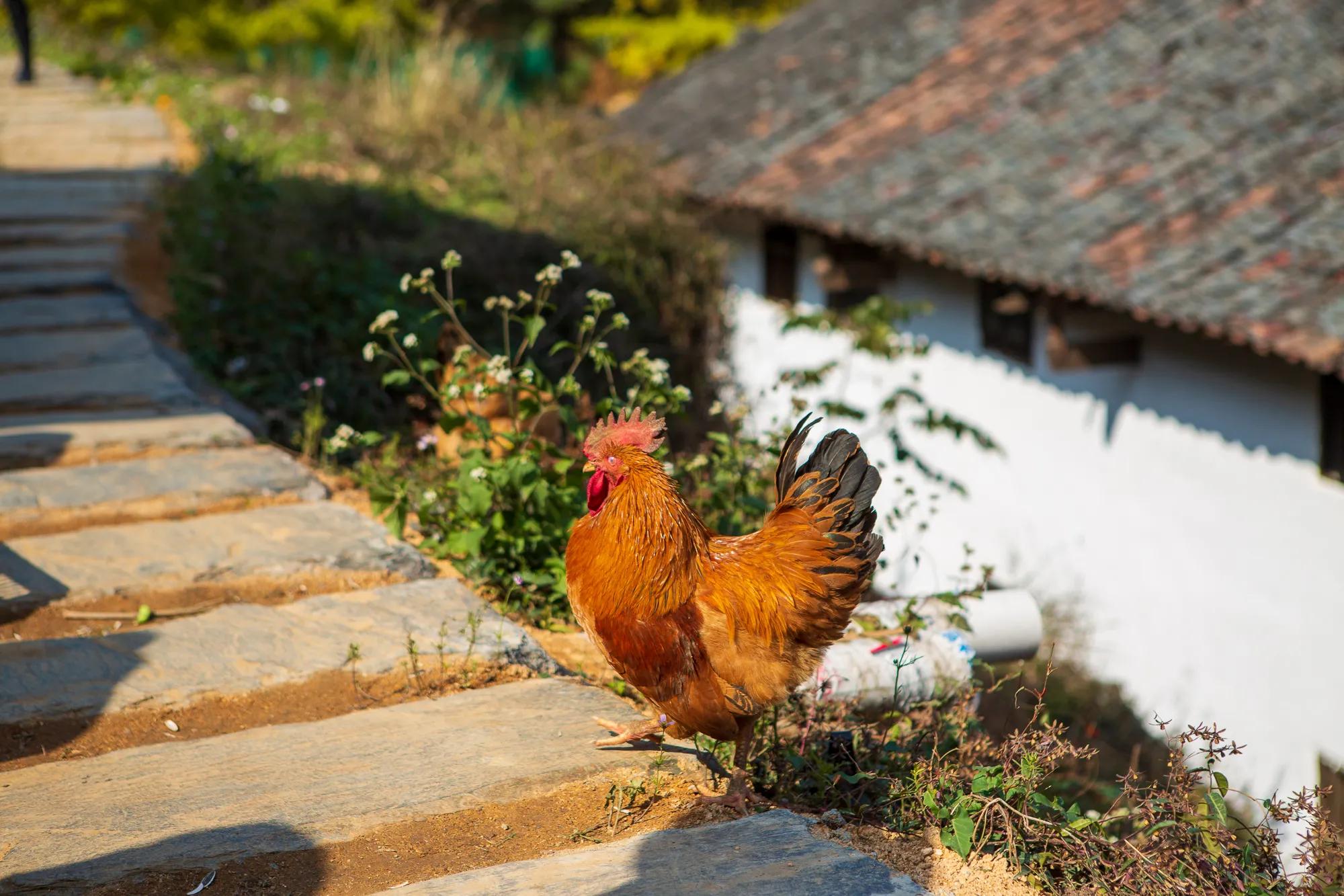 高岭古村银杏,高岭乡高岭村