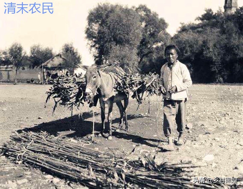 高粱的缺点,高粱为什么有点苦