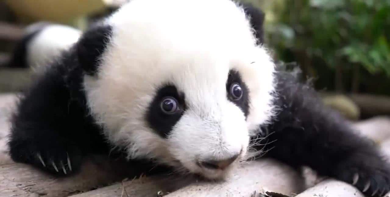 一直以来被人误解的植物,被误认成的花