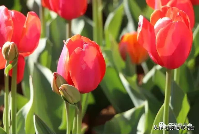 太热闹!弥勒花海、人海、车海、舞海...这些人上镜了!