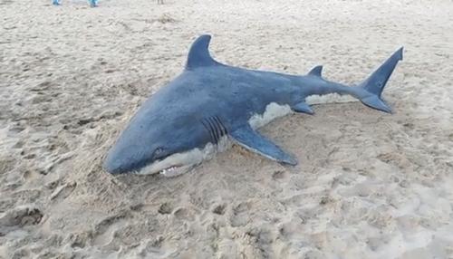 老外沙雕动物视频,外国人沙雕模仿动物