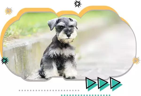 十大热门小型短毛犬,十大最小小型犬可爱图片