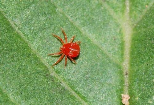 发财树叶片上有黏液是怎么回事,发财树枝干流液体怎么回事