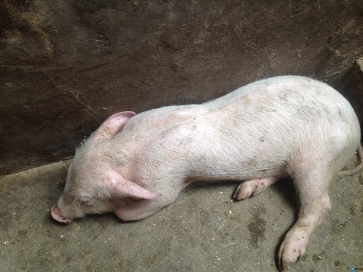 农村新手养猪怎么预防常见病,猪的常见病用什么药治疗