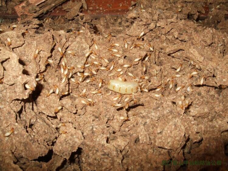 白蚁的种类和危害,白蚁的种类及防治方法