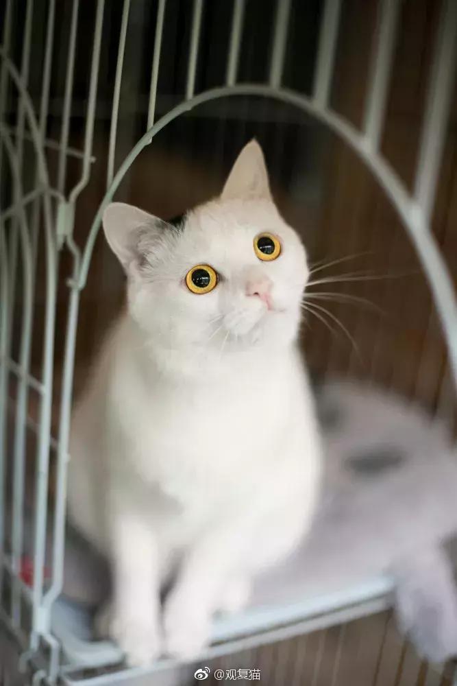 妙笔生猫：羊驼是个啥，比我好看吗？