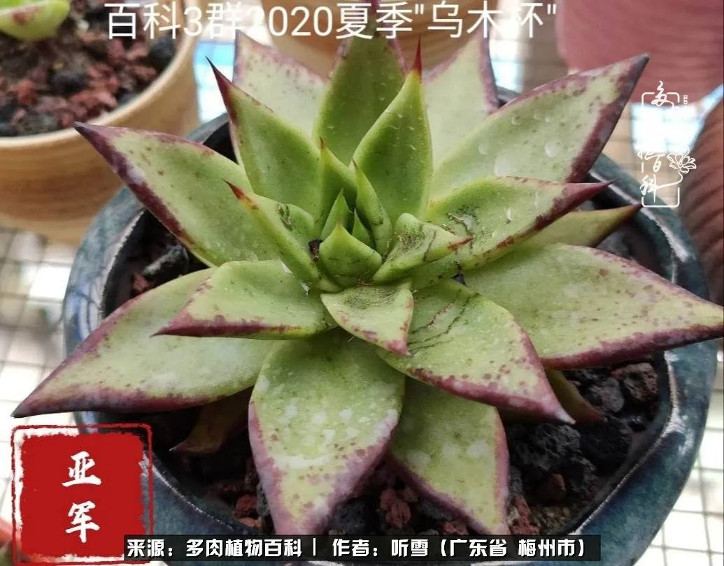 遇见多肉感恩生命中所有的相识,爱上多肉是个压力山大的事