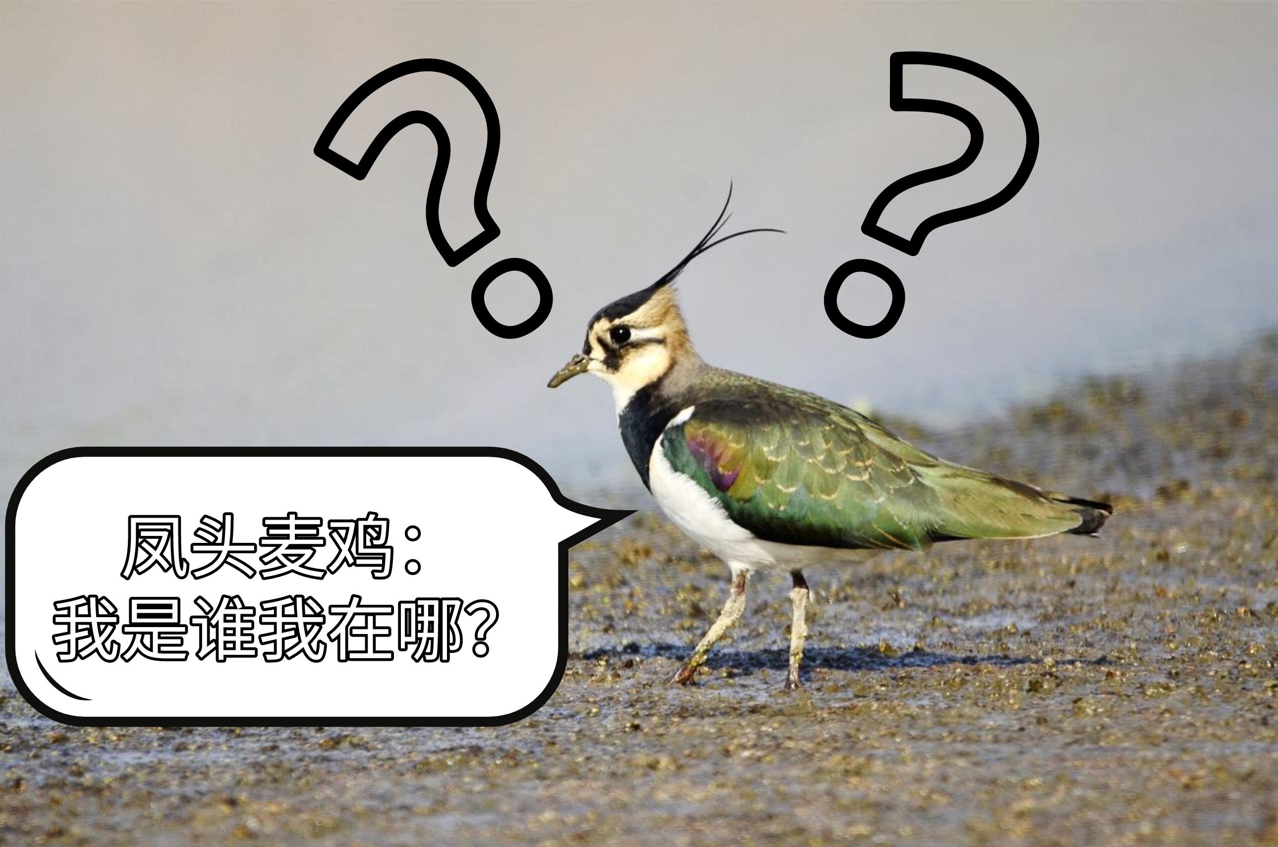 鸟类怎么样躲避极干旱的天气,野生动物如何躲避暴风雨