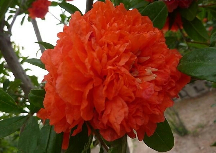 盆栽石榴树什么品种是甜的,石榴树带果实能用水培繁殖