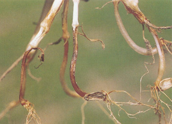 镰刀菌:土传病害的元凶，学会这一招，重茬，死苗不再怕！