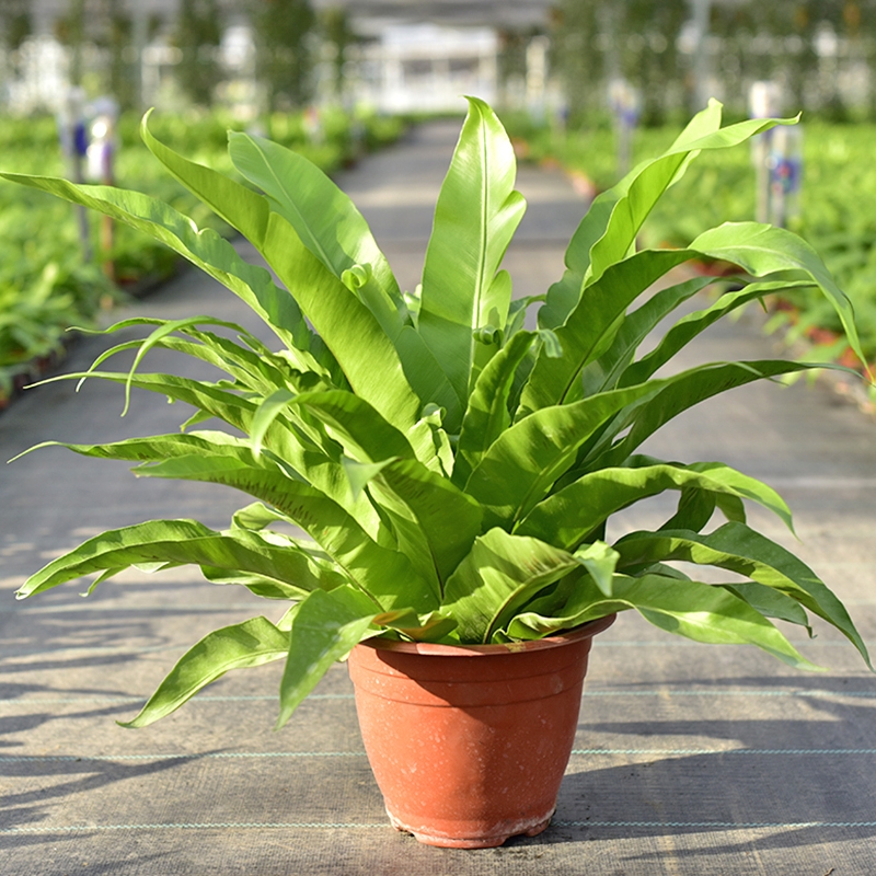 100种绿植大全,50种盆栽绿植花卉大全