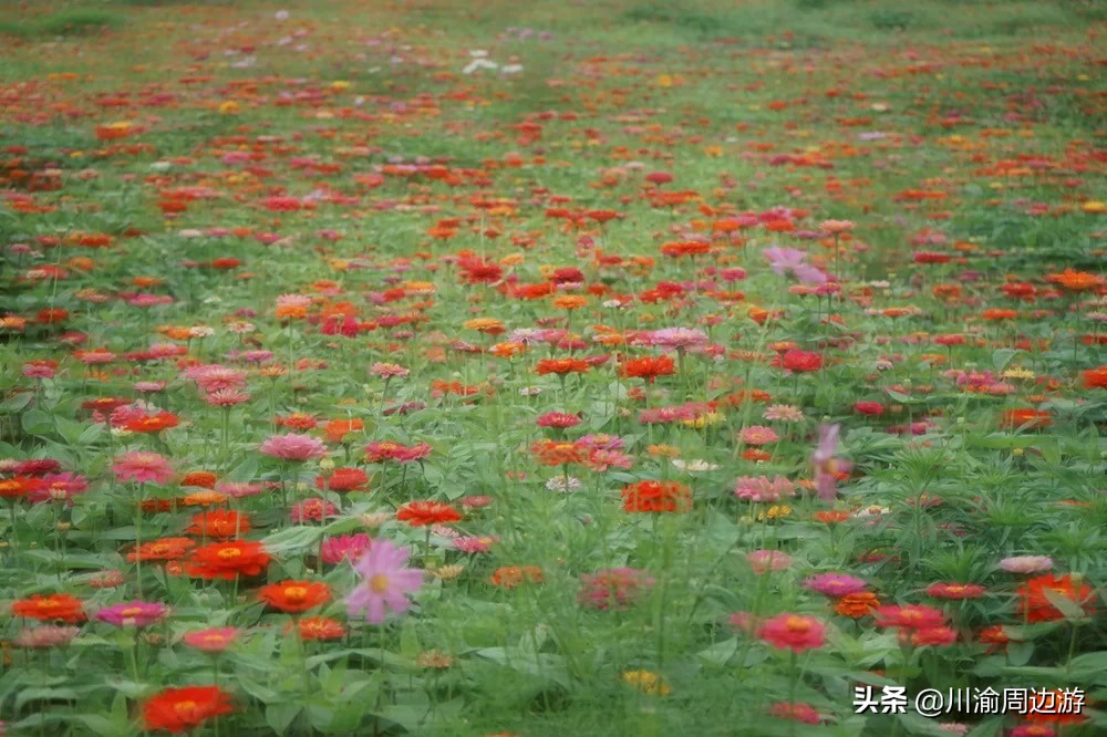 俄么塘花海景区游玩,俄么塘花海攻略2018