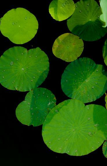 荷叶田田垂柳依依,荷叶田田杨柳依依