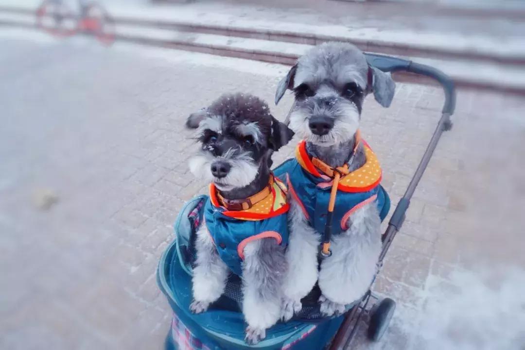 国产低脂狗粮推荐,低脂粮狗粮推荐哪种