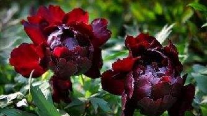 国色天香的牡丹花开了,国色天香的牡丹花画法