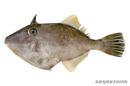 辽宁常见的鱼有哪些,辽宁沿海常见鱼