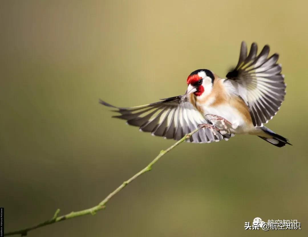 飞机增加升力的部件有哪些,飞机除了固定翼和旋翼还有什么