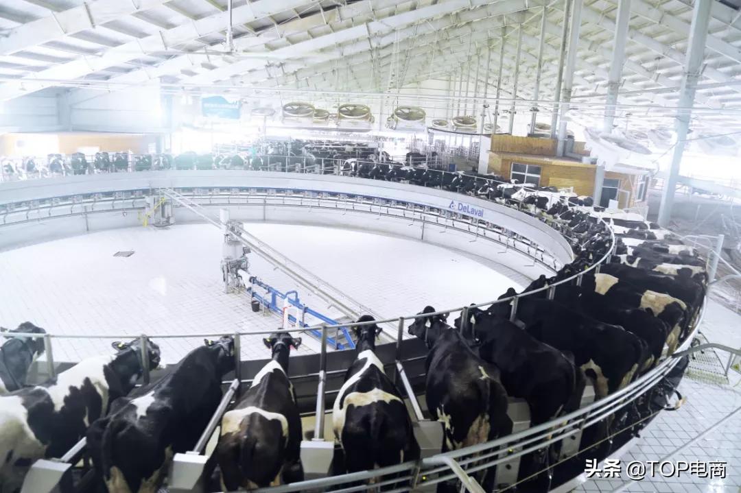 认养一头牛纯牛奶直播销量第一名,认养一头牛销量排名