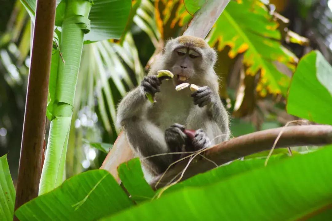 他的工作是厨师的英文,他的工作是什么英文句子