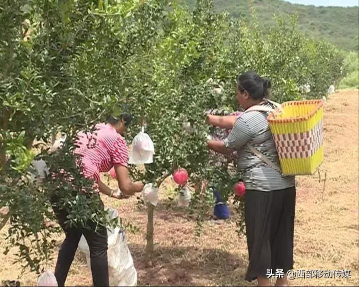 易门软籽石榴,易门突尼斯软籽石榴