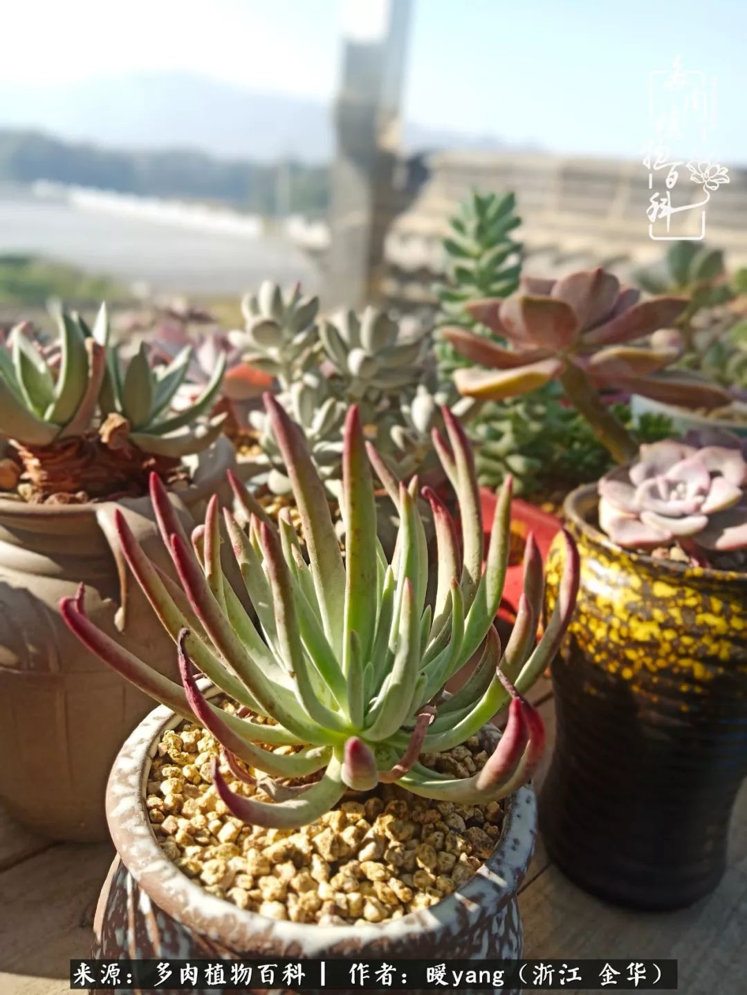 养多肉是业余的纯粹是爱好,每晚7点教您快速入门养多肉