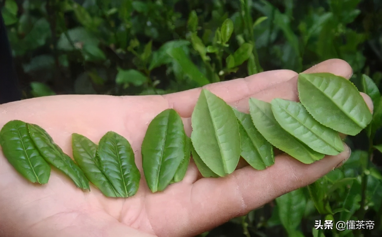 非遗13种绿茶,绿茶十大非遗传承人