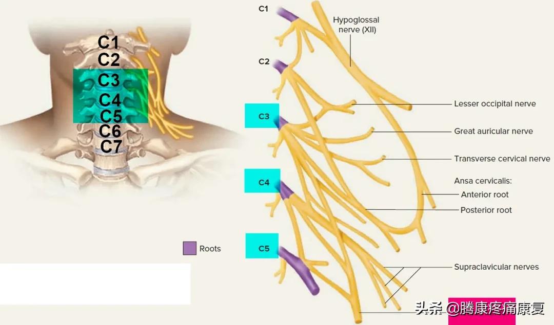 反射痛和牵涉痛,牵涉痛的特点