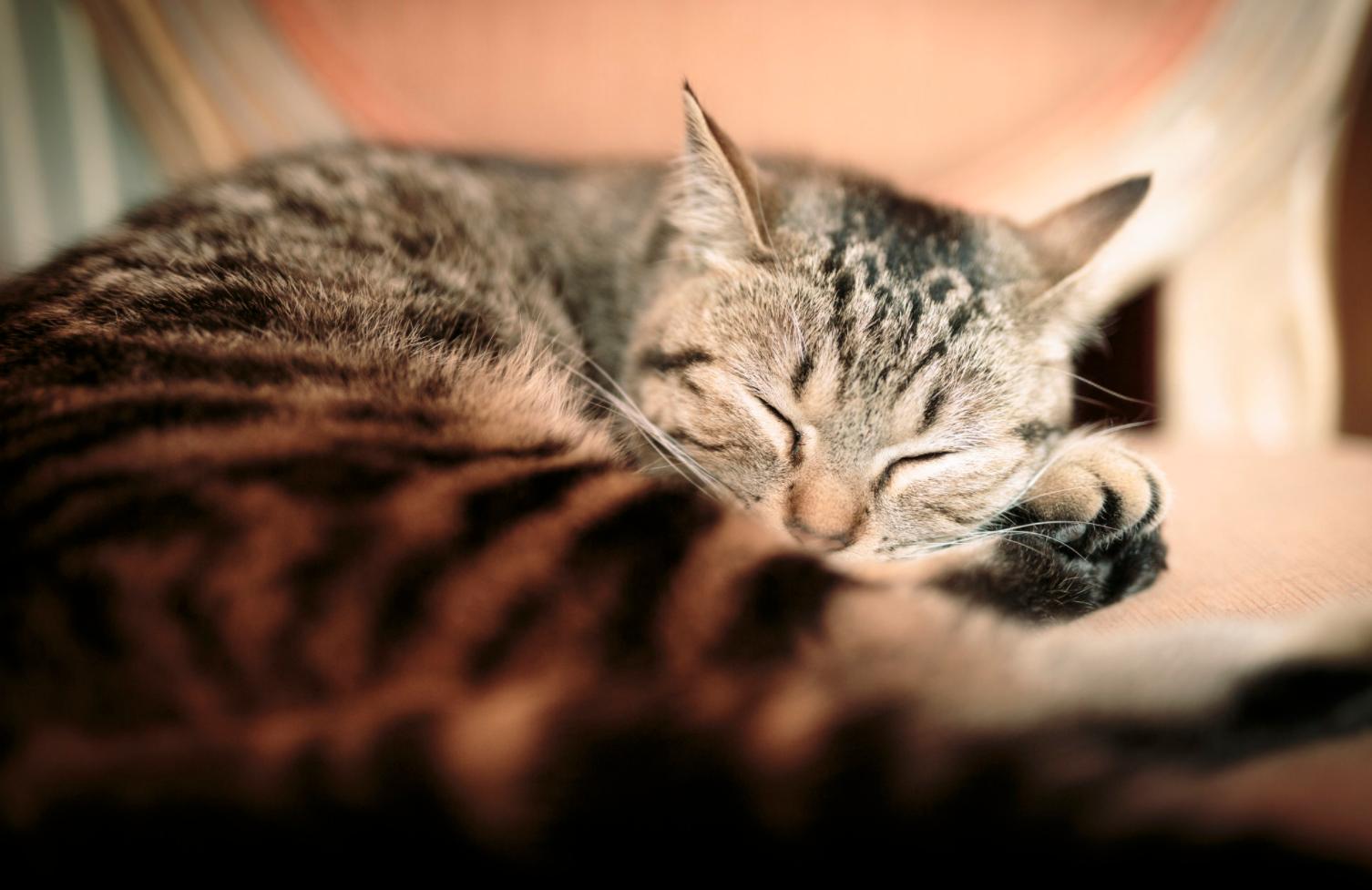 白居易晚来天欲雪的上句,晚来天欲雪诗句配图