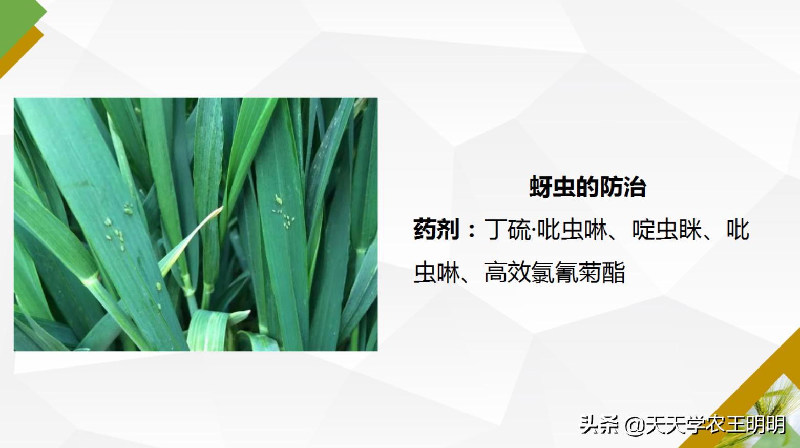 小麦虫害防治指南,小麦虫害的预防与防治