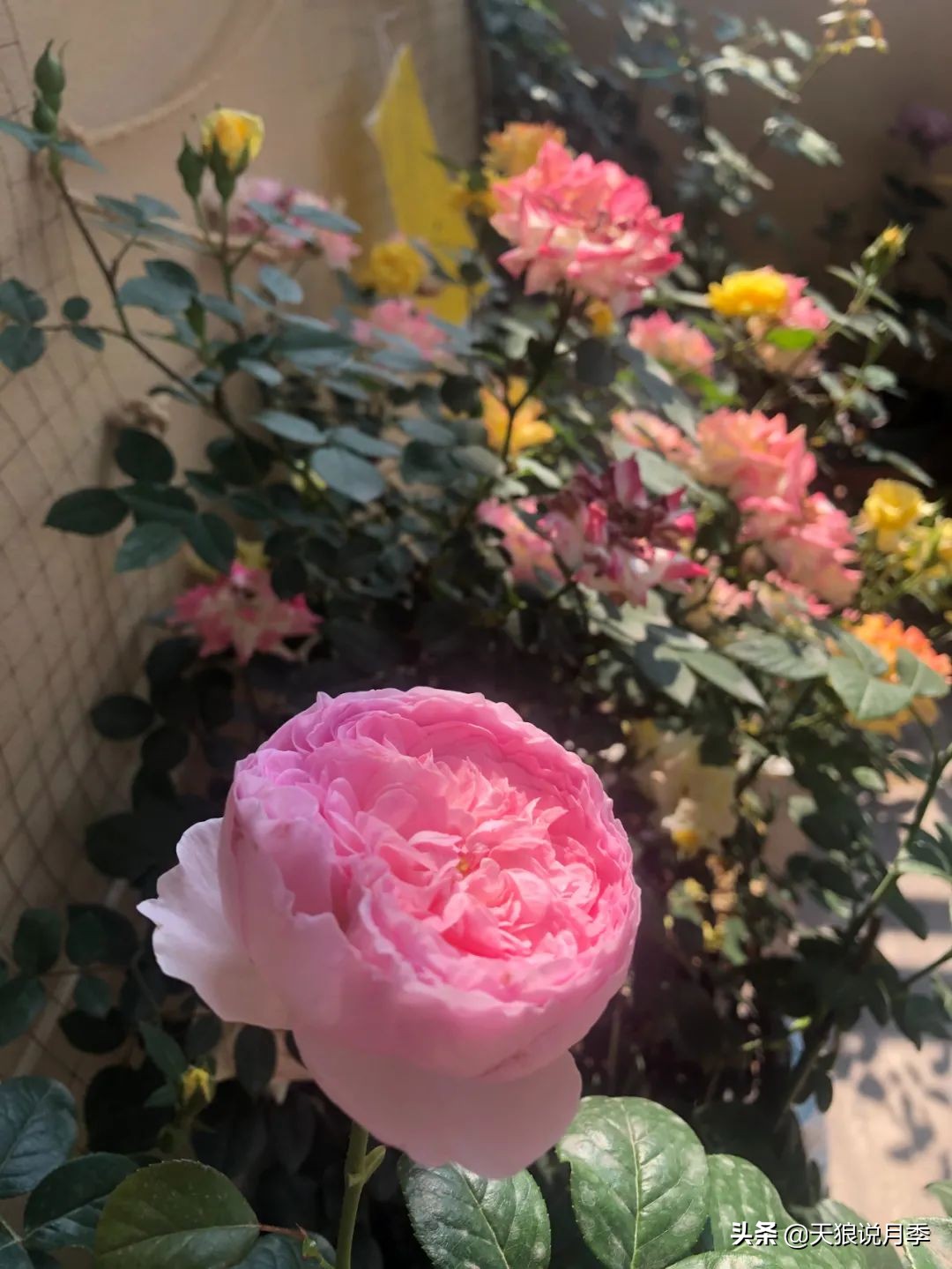 怎么打造露台小花园,如何打理自己的露台小花园