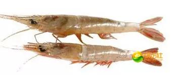 舟山海鲜代加工攻略,最全舟山海鲜攻略