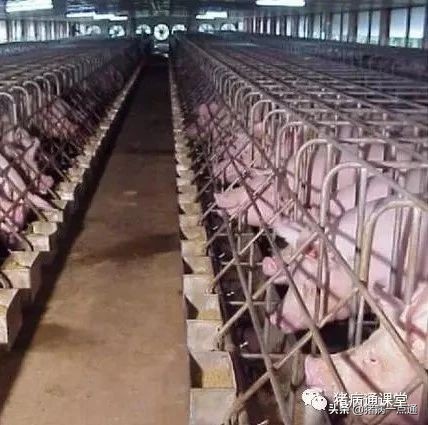 养黑毛猪的正确方法,小香猪养殖黑毛