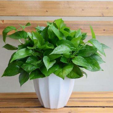 绿萝怎么养才能更旺盛不会有黄叶,绿萝叶子没有光泽变黄怎么办