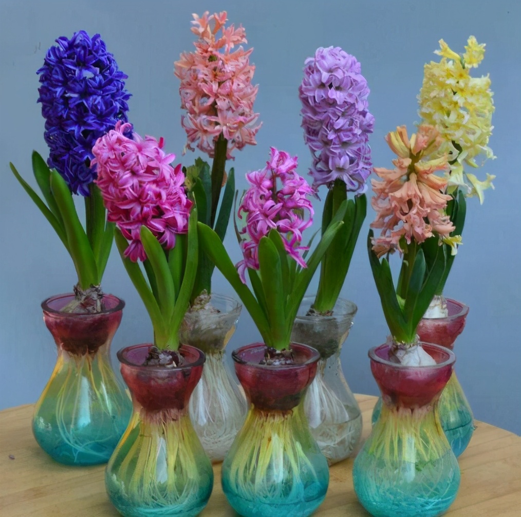 适合秋天冬天养的种球,哪些种球花卉四季开花