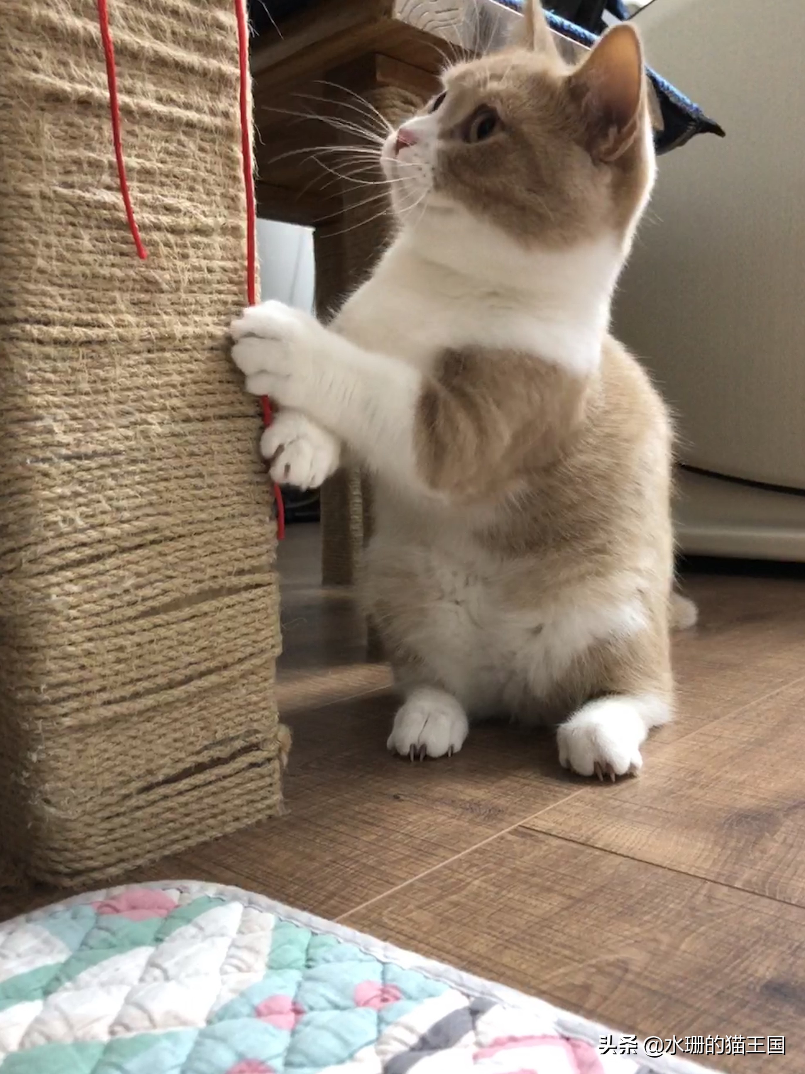 猫腿没骨折没脱臼但是瘸了,猫没骨折但是瘸了