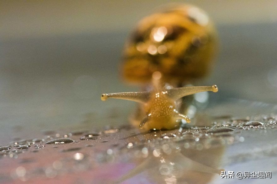 最漂亮的蜗牛图片,100幅蜗牛图片