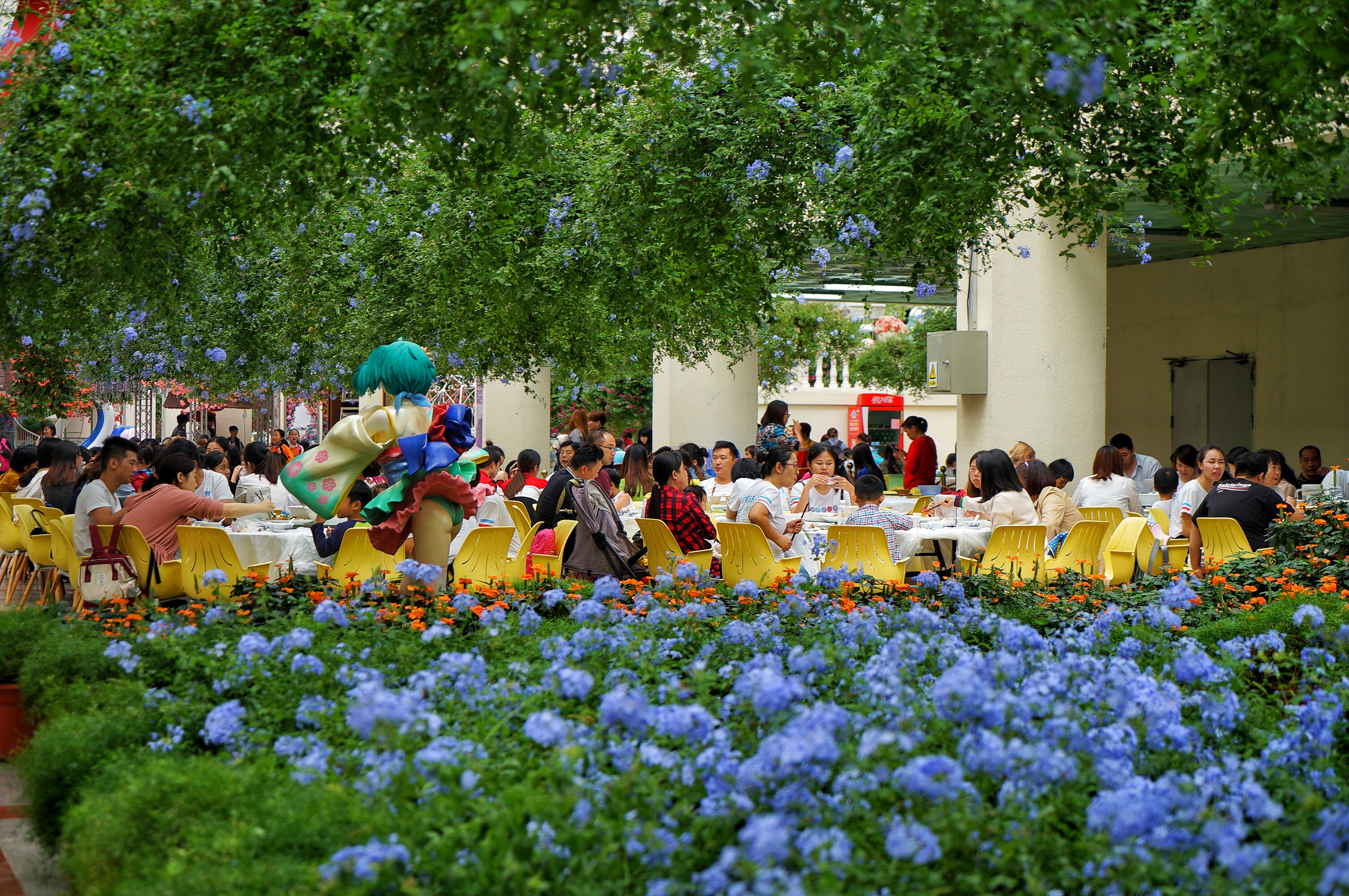 广州粉色浪漫花海,广东秋天粉色花海