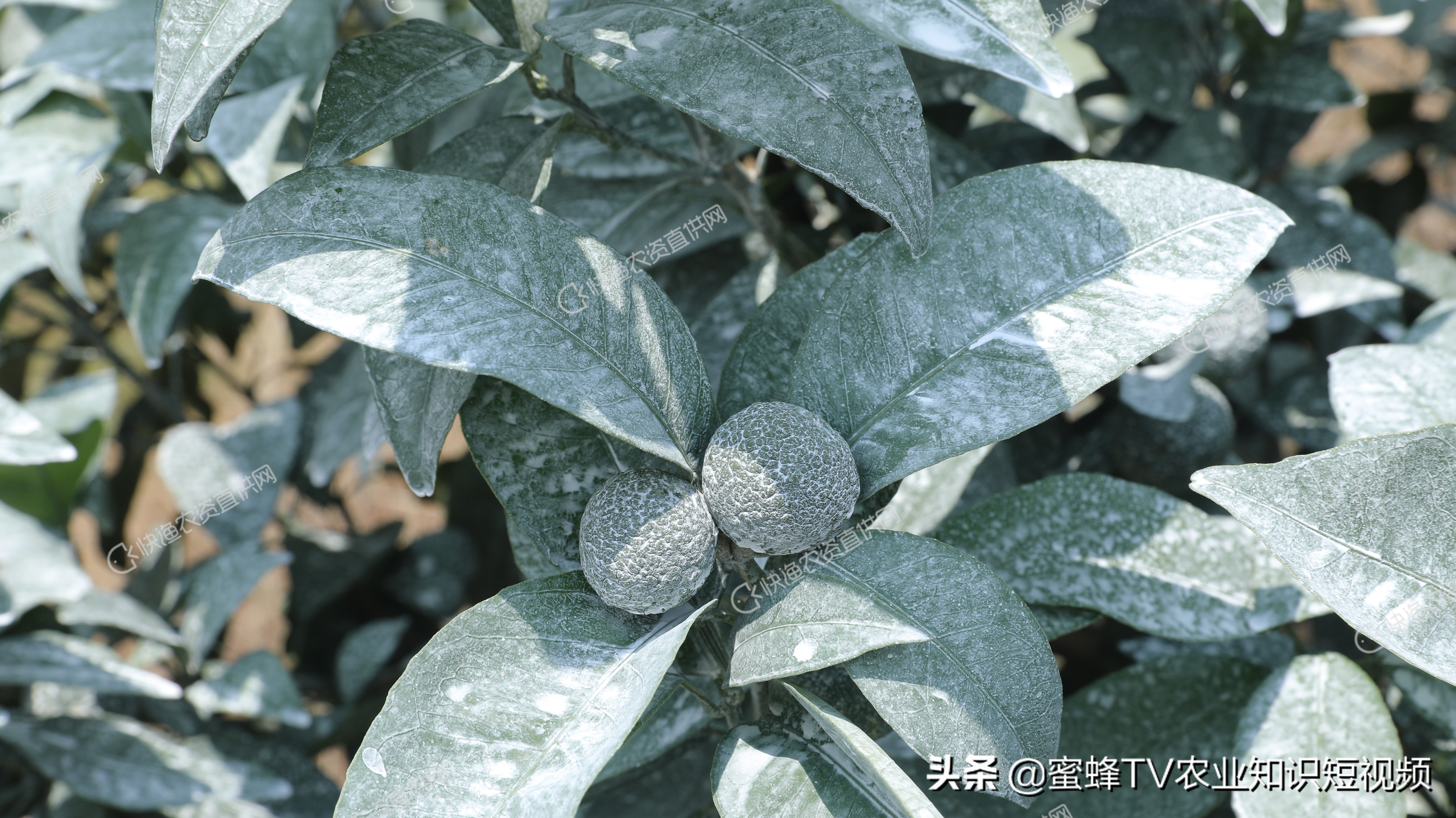 柑橘无色防晒剂的配制方法,柑橘防晒剂配方