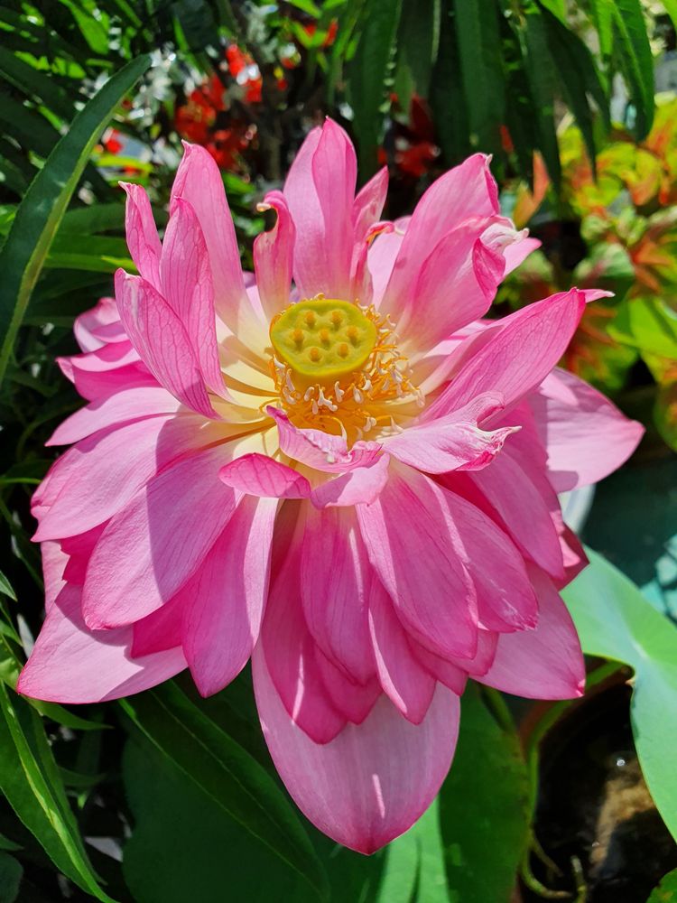 15平米露台改造成功案例,50平方楼顶改造露台和花园